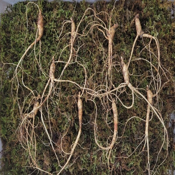 청청청 횡성더덕농가,무농약인증 산양산삼(5년근10뿌리)