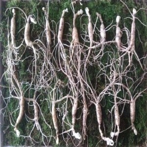무농약인증 산양산삼(8-9년근10뿌리)