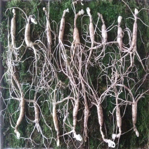 청청청 횡성더덕농가,무농약인증 산양산삼(8-9년근10뿌리)